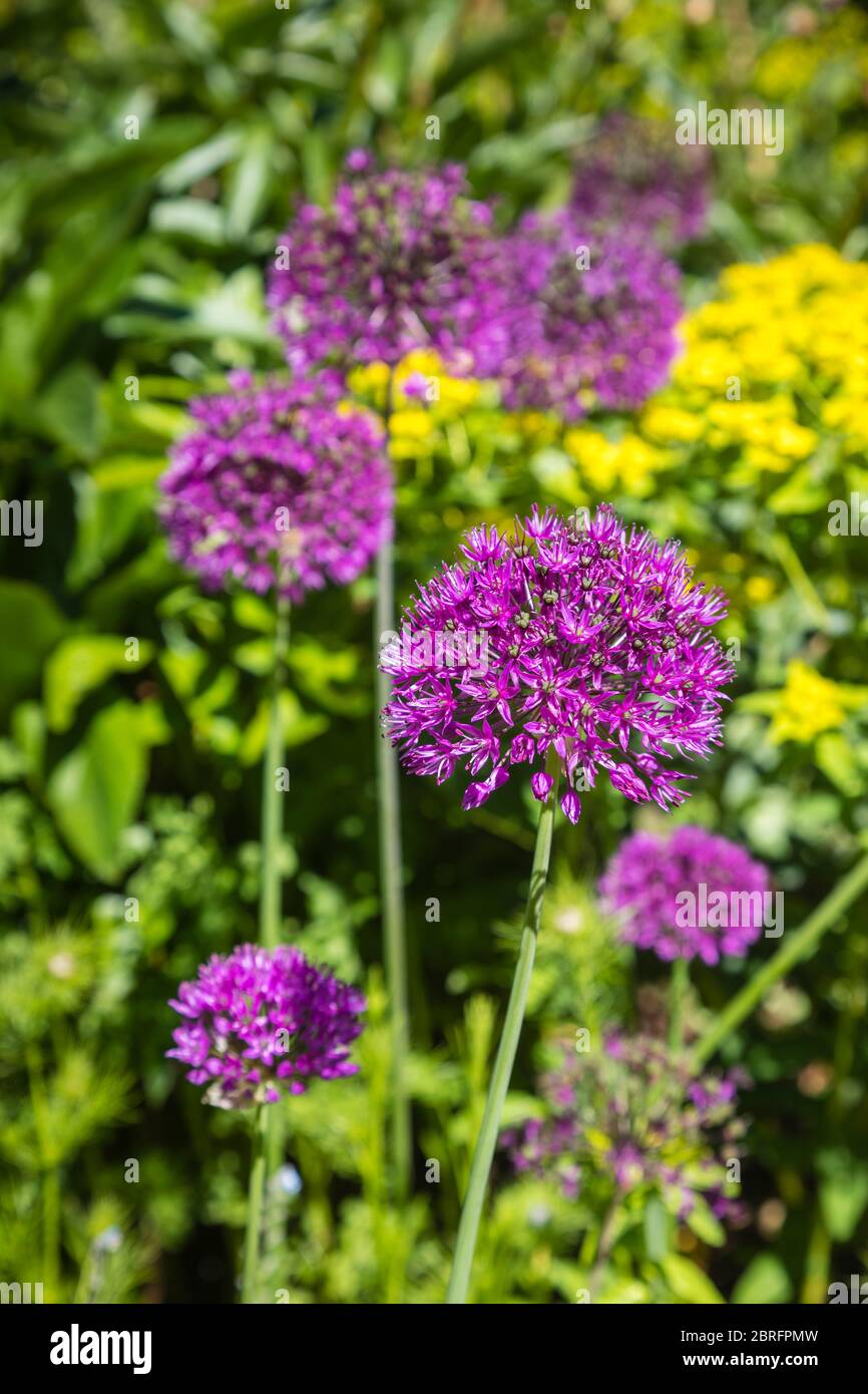 Globular, round heads of purple Allium Hollandicum flowering in a garden in spring in Surrey, south-east England Stock Photo