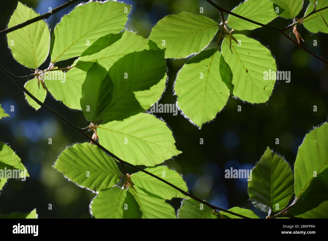 Beech Leaf Hi-res Stock Photography And Images - Alamy