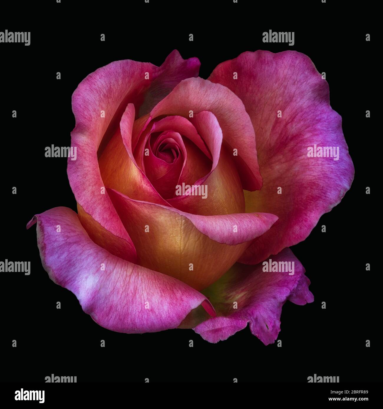 Dark surrealistic rose top view macro of a single isolated veined violet pink yellow blossom in vintage painting style on black background Stock Photo