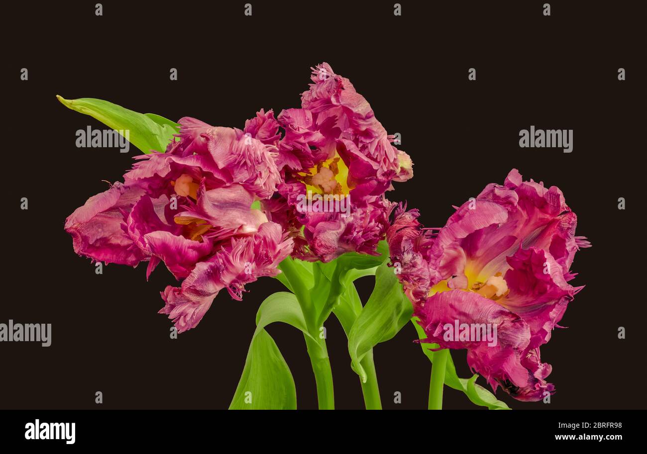 low key surrealistic center macro of a purple parrot tulip blossom on dark violet background Stock Photo
