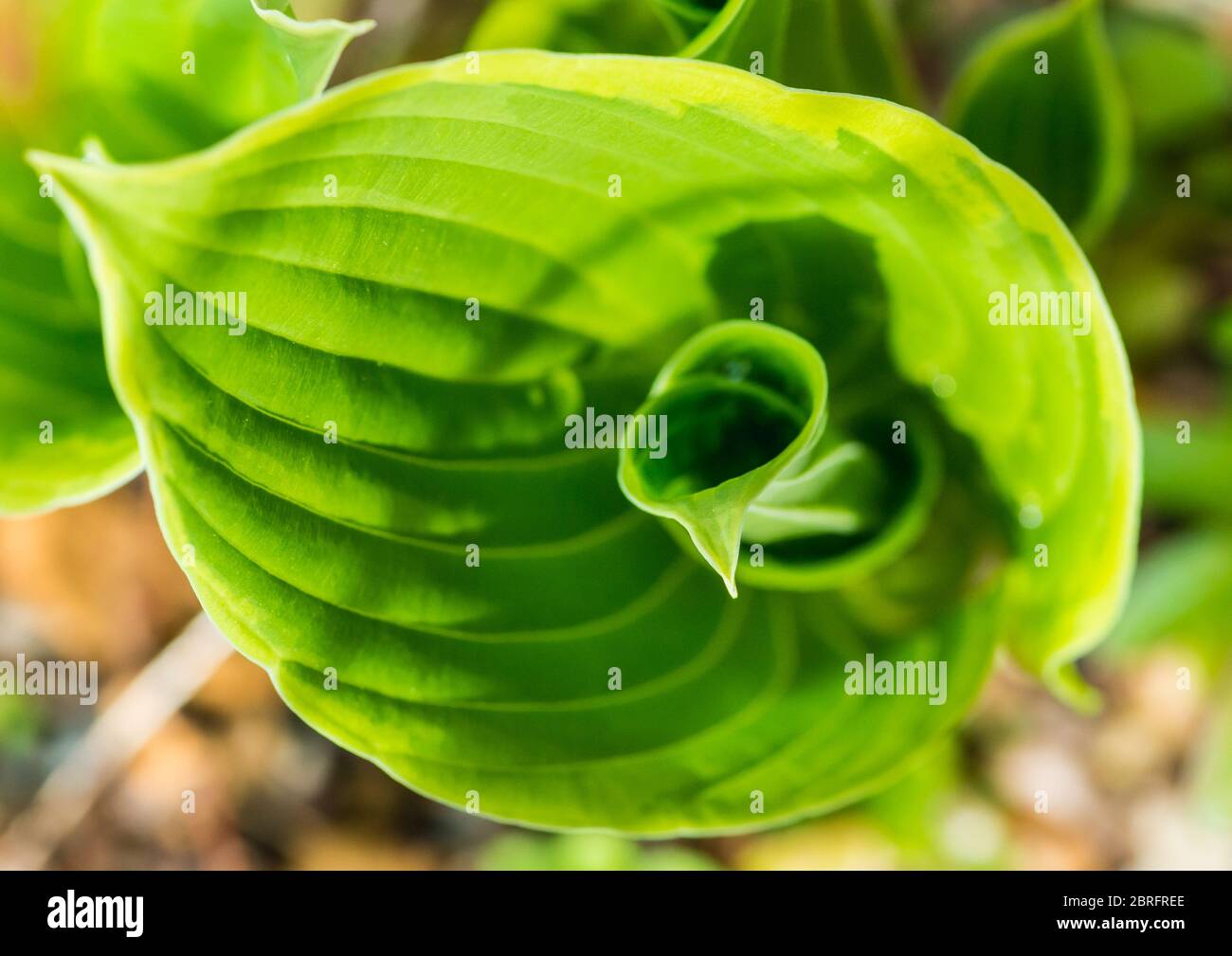 A macro shot of the leaves of a hosta plant emerging. Stock Photo