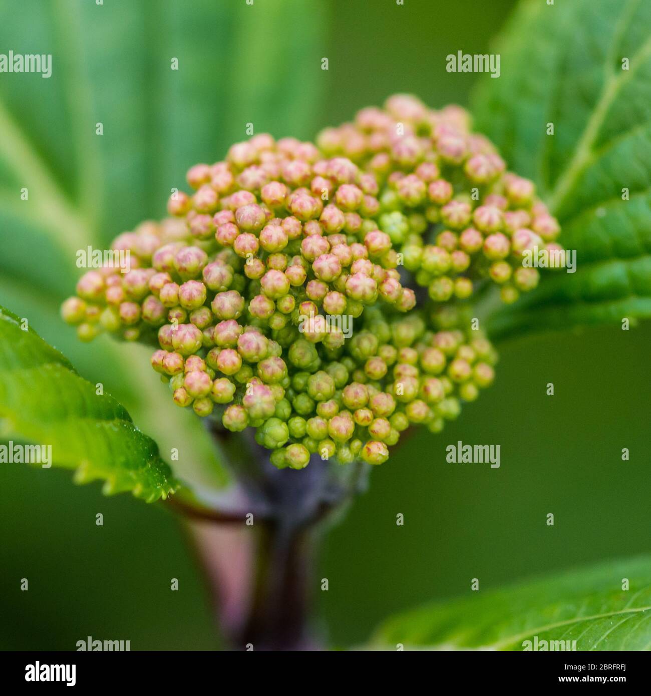 Hydrangea Budding Hydrangea macrophylla lacecap hi-res stock photography and images - Alamy