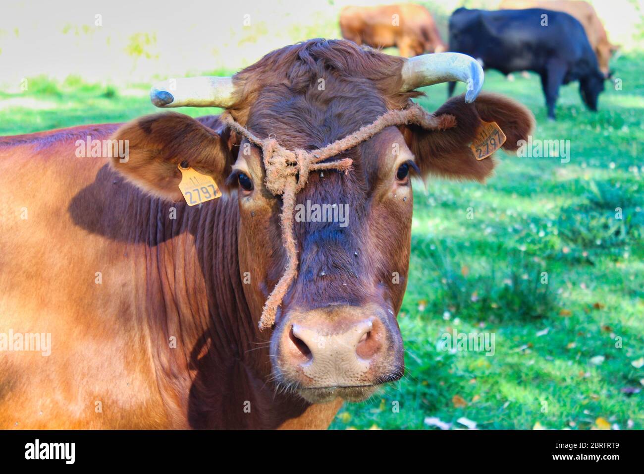 Galician cow species called Rubia Galega Stock Photo