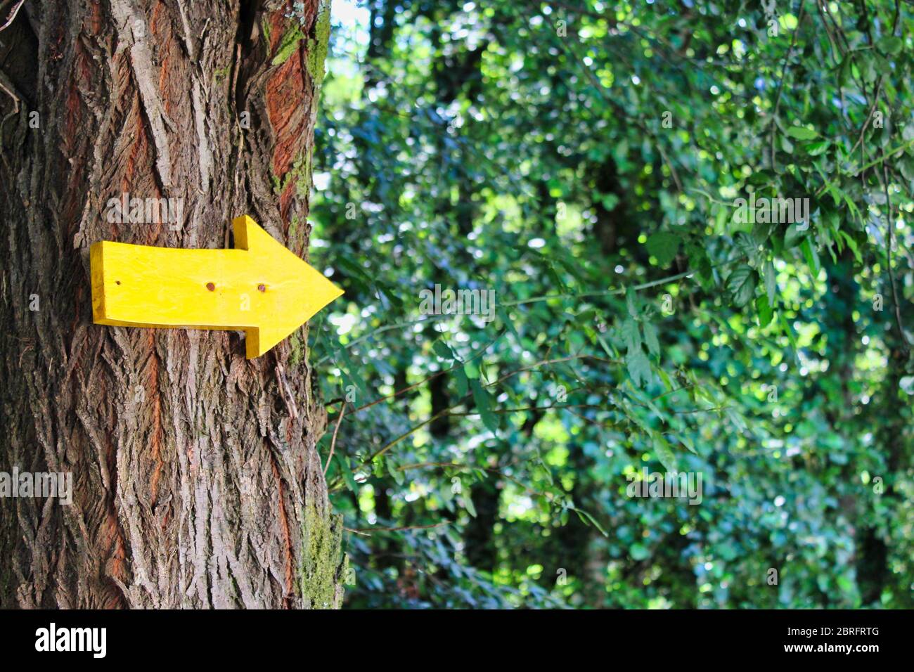 Yellow arrow signal showing the way to Saint James on a tree in ...