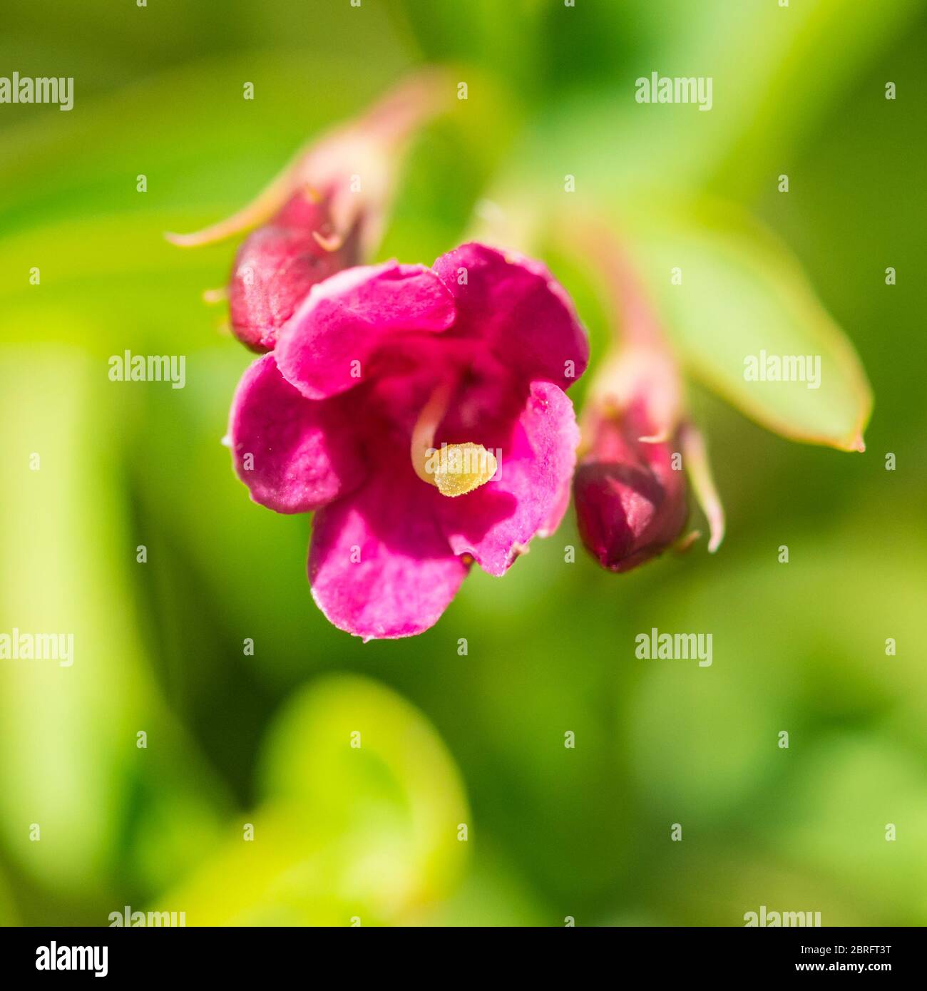 A macro shot of a jasminum beesianum bloom. Stock Photo