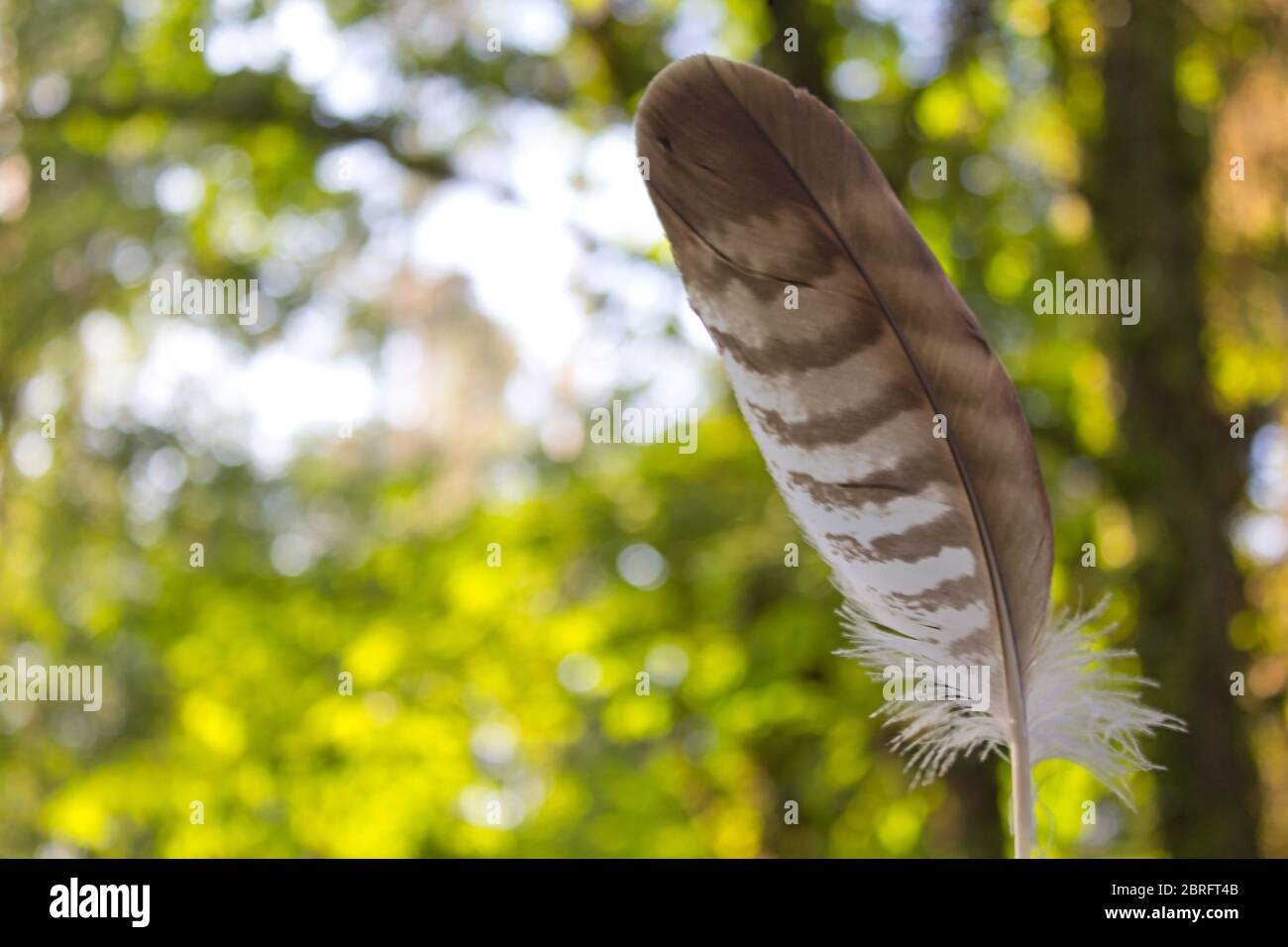 White and brown feather with forest background Stock Photo