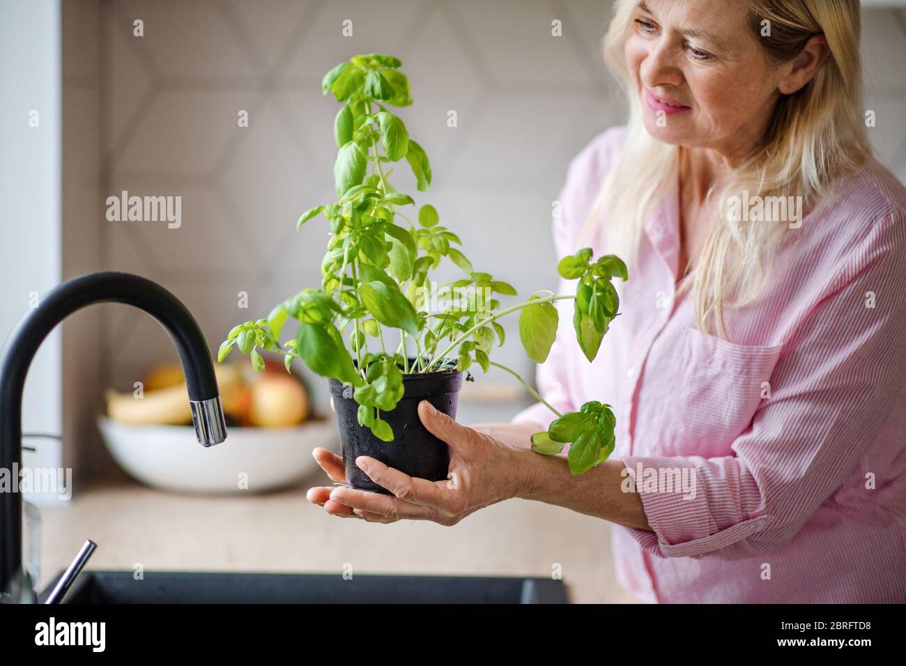 Portrait of senior woman watering plant herbs indoors at home. Stock Photo