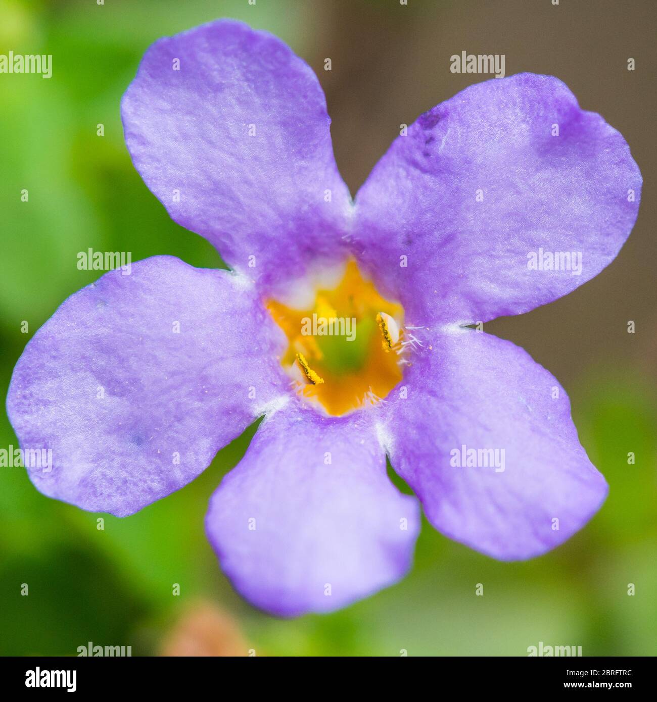 A macro shot of a bacopa bluetopia bloom. Stock Photo