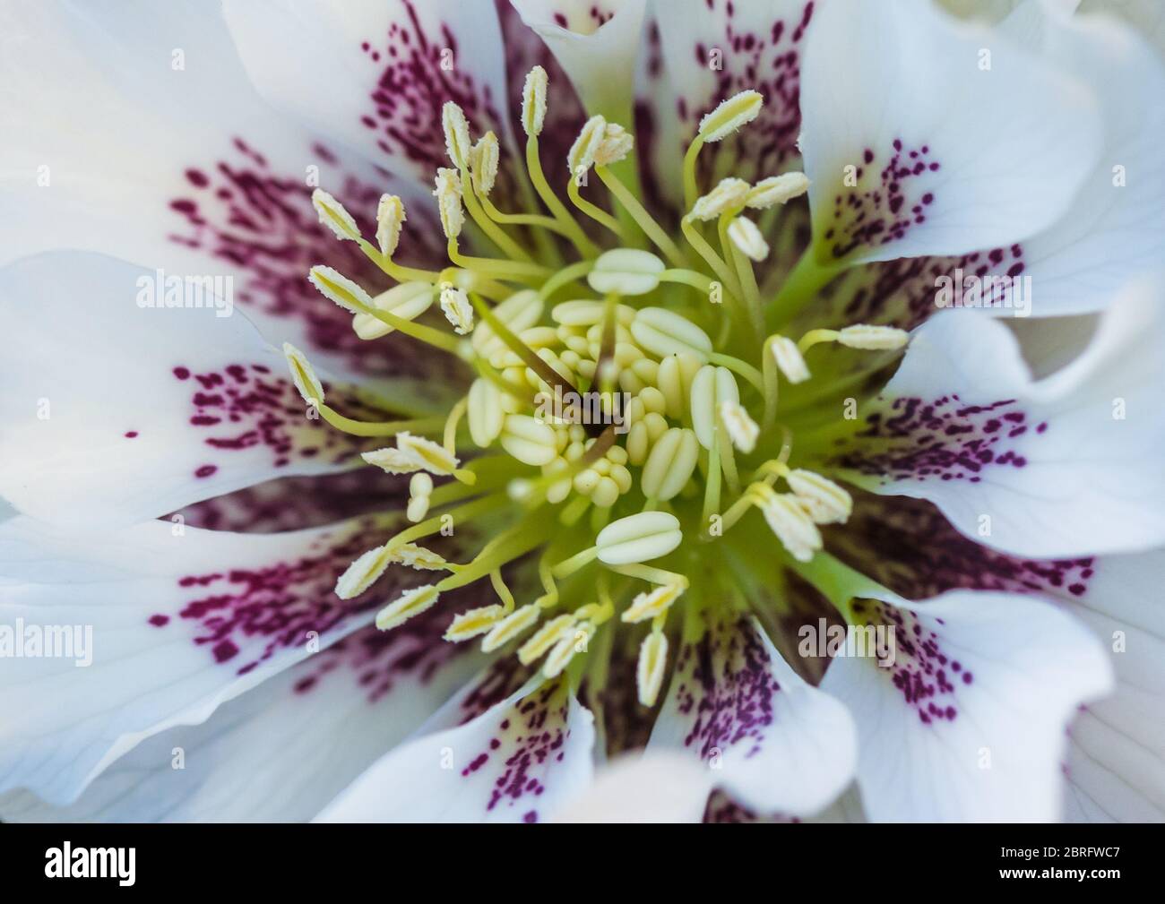 A macro shot of the centre of a white helleborus bloom. Stock Photo