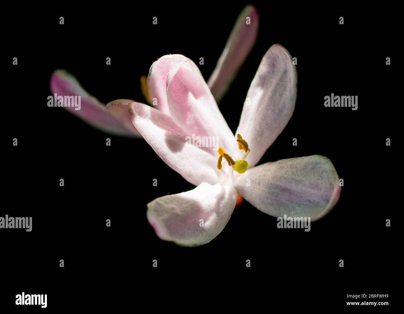 A macro shot of some tartarian honeysuckle blossom. Stock Photo