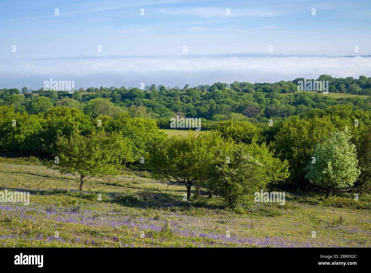 Black Down on a spring morning with a cloud inversion in the valley below in the Mendip Hills National Landscape, Somerset, England. Stock Photo