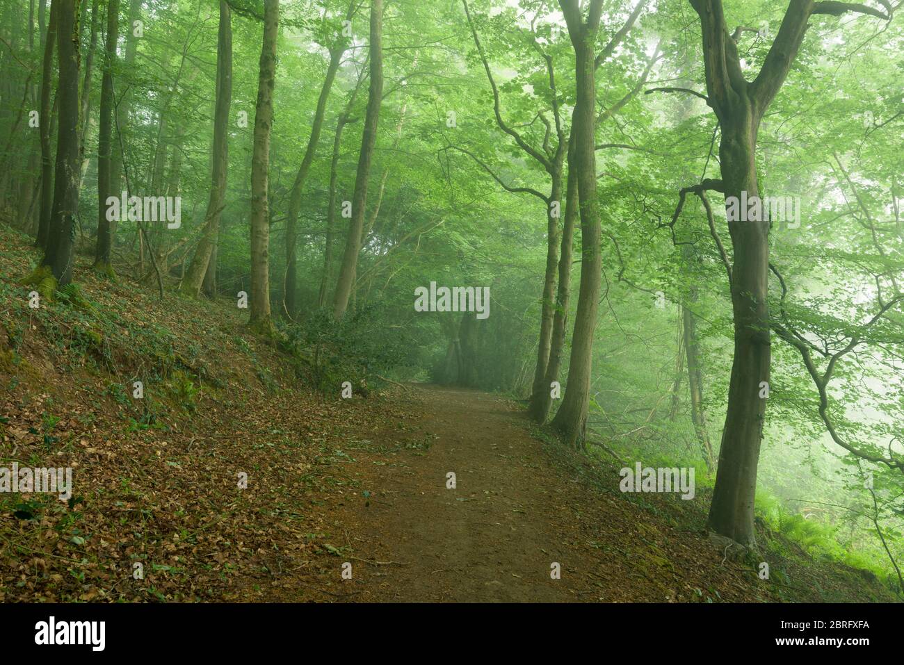 Beech trees in a morning mist in Mendip Lodge Wood on the northern