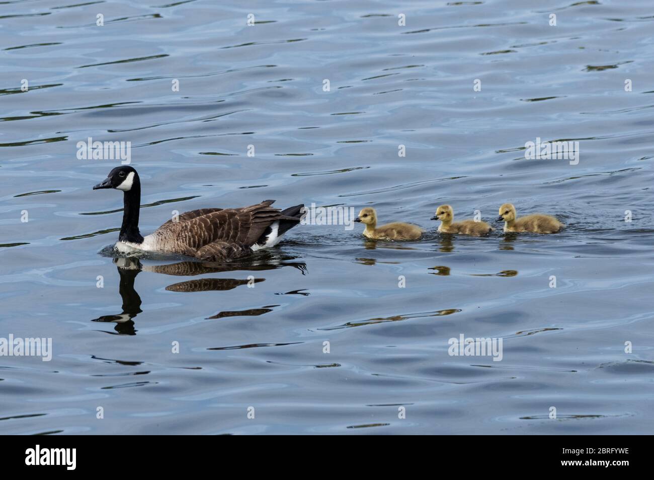 Canada goose with goslings swimming in line Stock Photo
