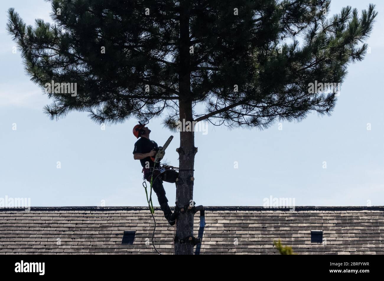 Tree surgeon trimming branches of pine tree Stock Photo