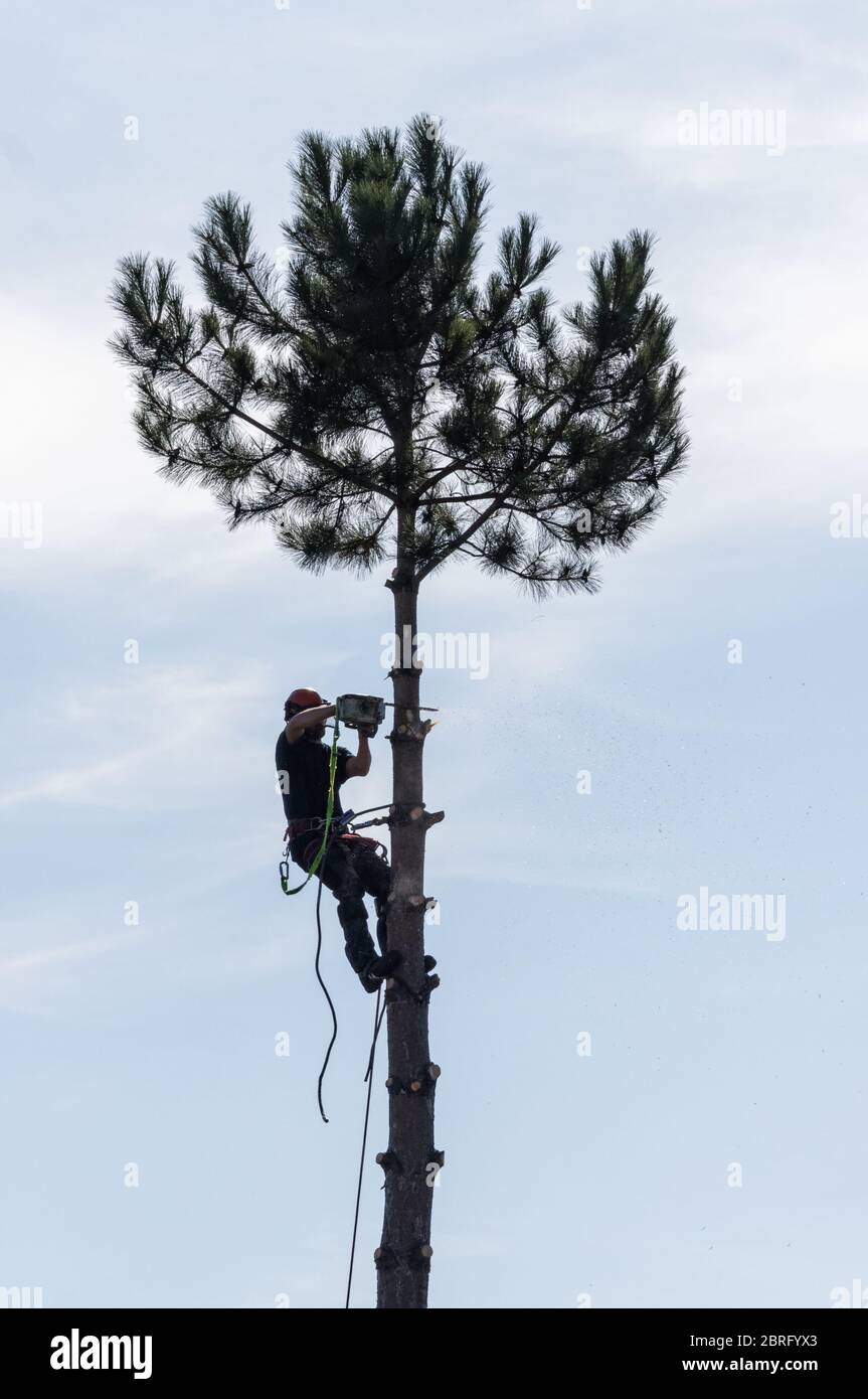 Arborist cutting pine tree with a chainsaw Stock Photo