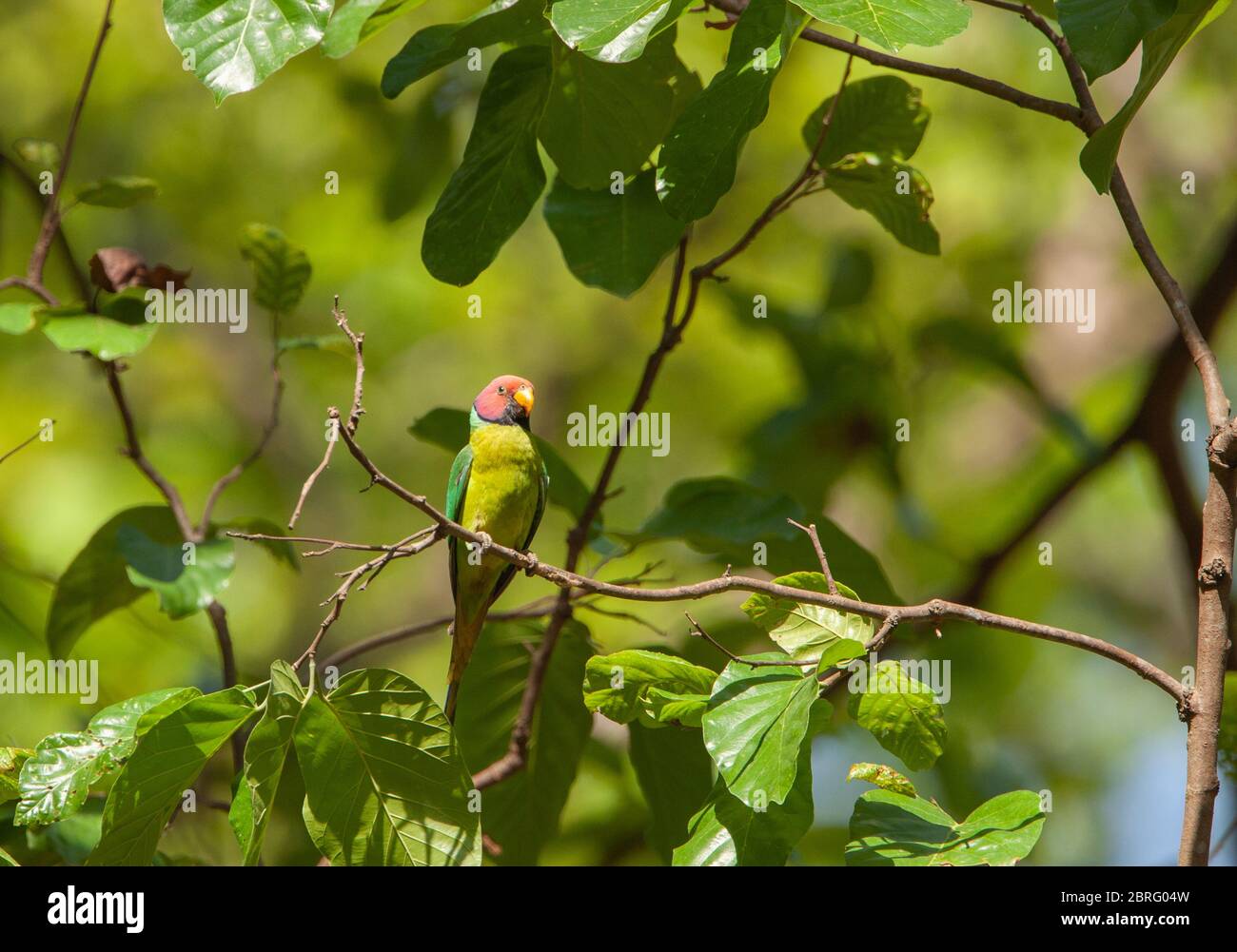 A male Plum-headed Parakeet - photographed in Corbett National Park (India) Stock Photo