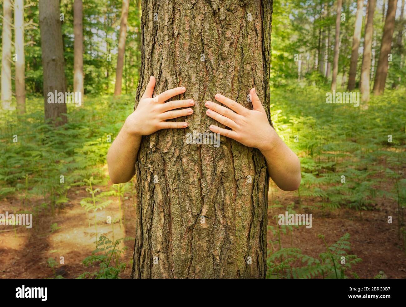 A deforestation environmental image of a protestor hugging a tree trunk to protect it from being felled with copy space. Stock Photo