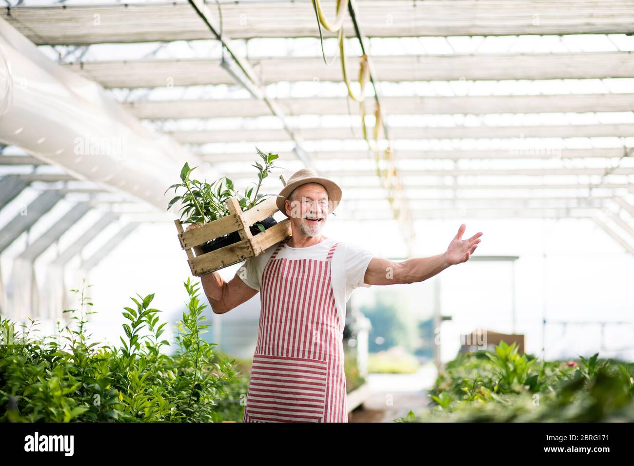 Senior man standing in greenhouse, holding a box with plants Stock ...