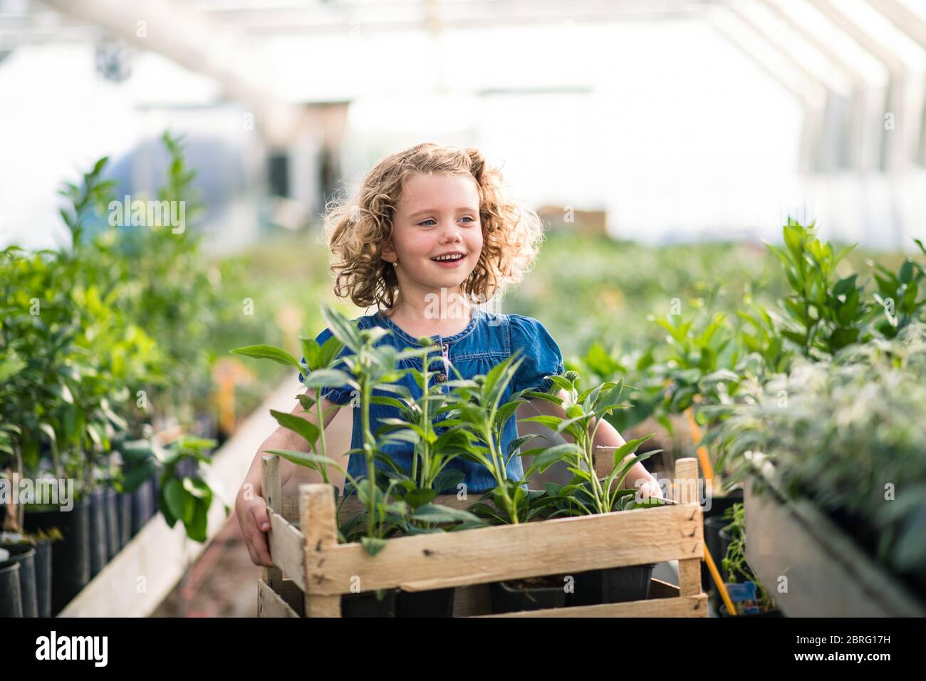 Empty small greenhouse in hi-res stock photography and images - Alamy