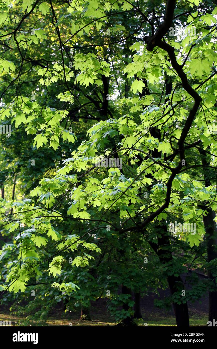 Cracow. Krakow. Poland. Maple leaves against the sunlight. Stock Photo
