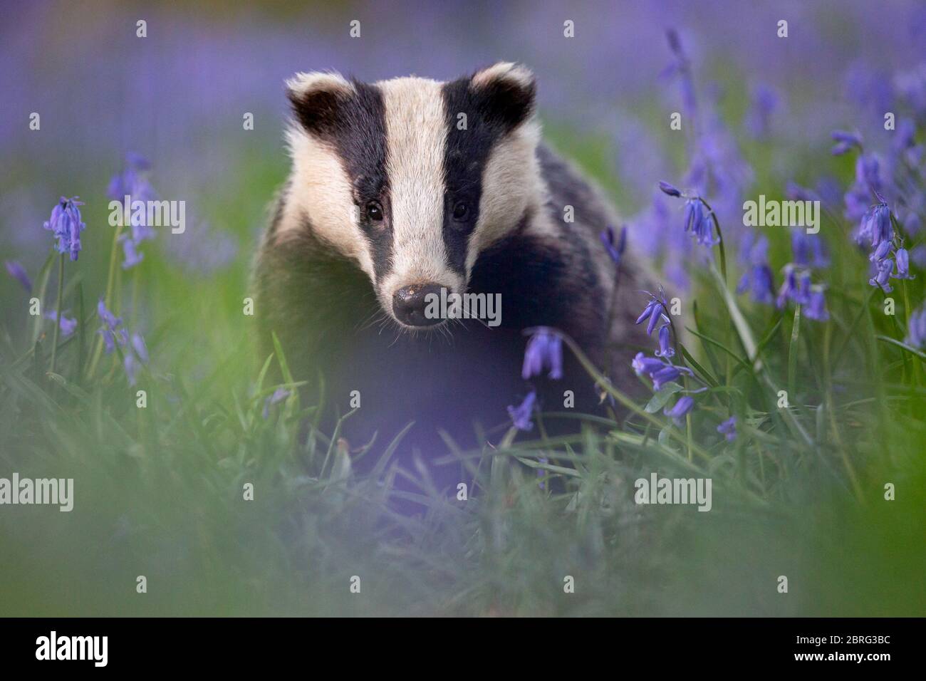 Badger in a bluebell wood. Stock Photo