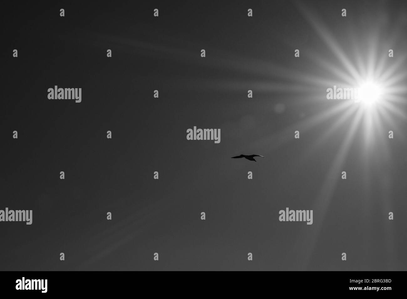 A black and white photo of seagull flying in the sky with the sun ...