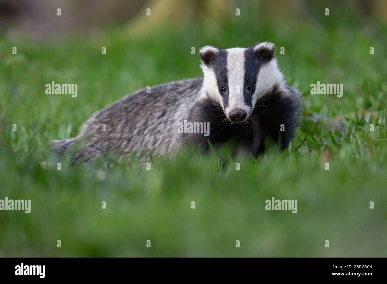 Badger in the woods Stock Photo