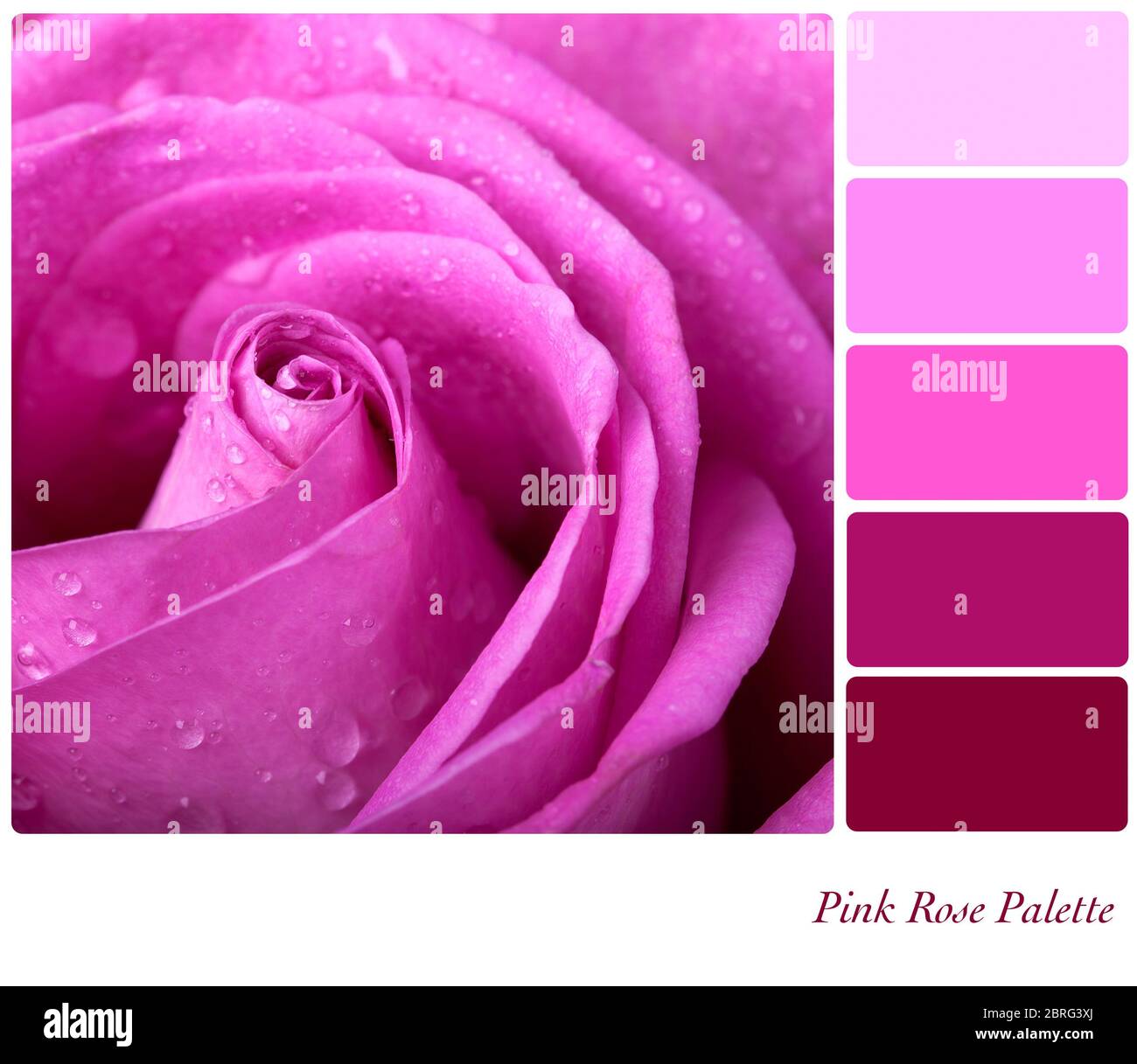 Pink rose colour palette with complimentary swatches Stock Photo - Alamy