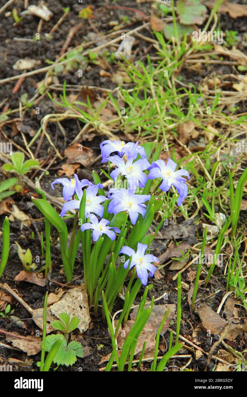 Beautiful white blue blue purple flowers with green leaves grow from black earth among dry foliage in spring. Stock Photo