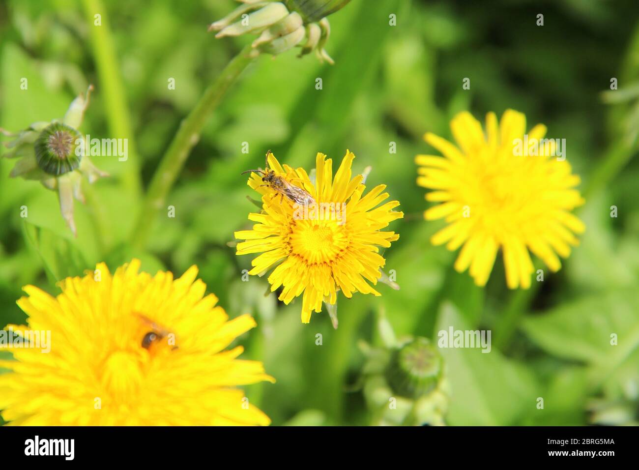 Bright yellow flowers dandelions in green grass. Taraxacum closeup stock photo. Fresh festive summer and spring mood Stock Photo