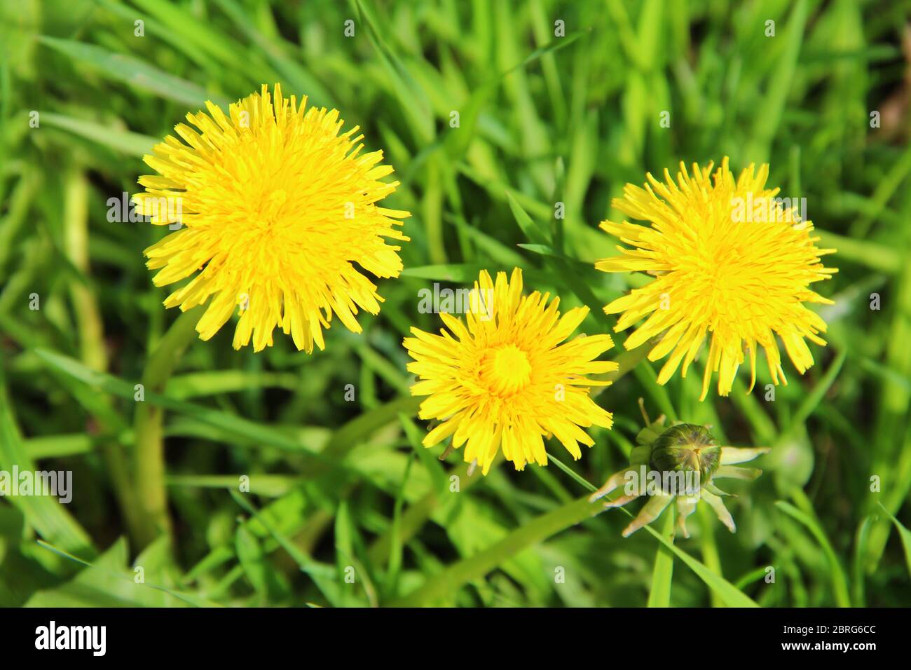 Bright yellow flowers dandelions in green grass. Taraxacum closeup stock photo. Fresh festive summer and spring mood Stock Photo