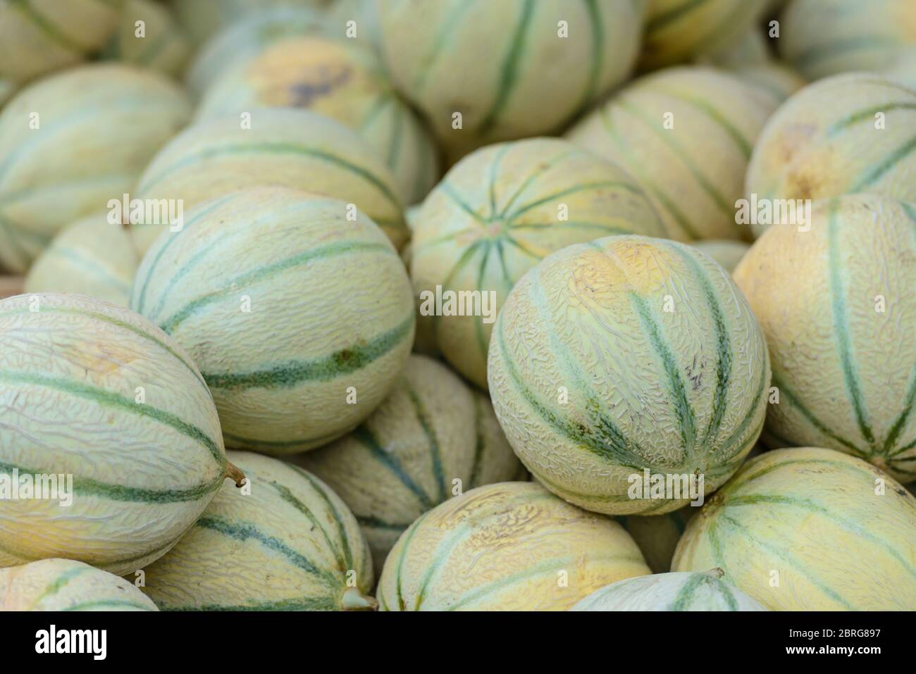 A pile of Charentais melons (a local speciality) on a market stall in
