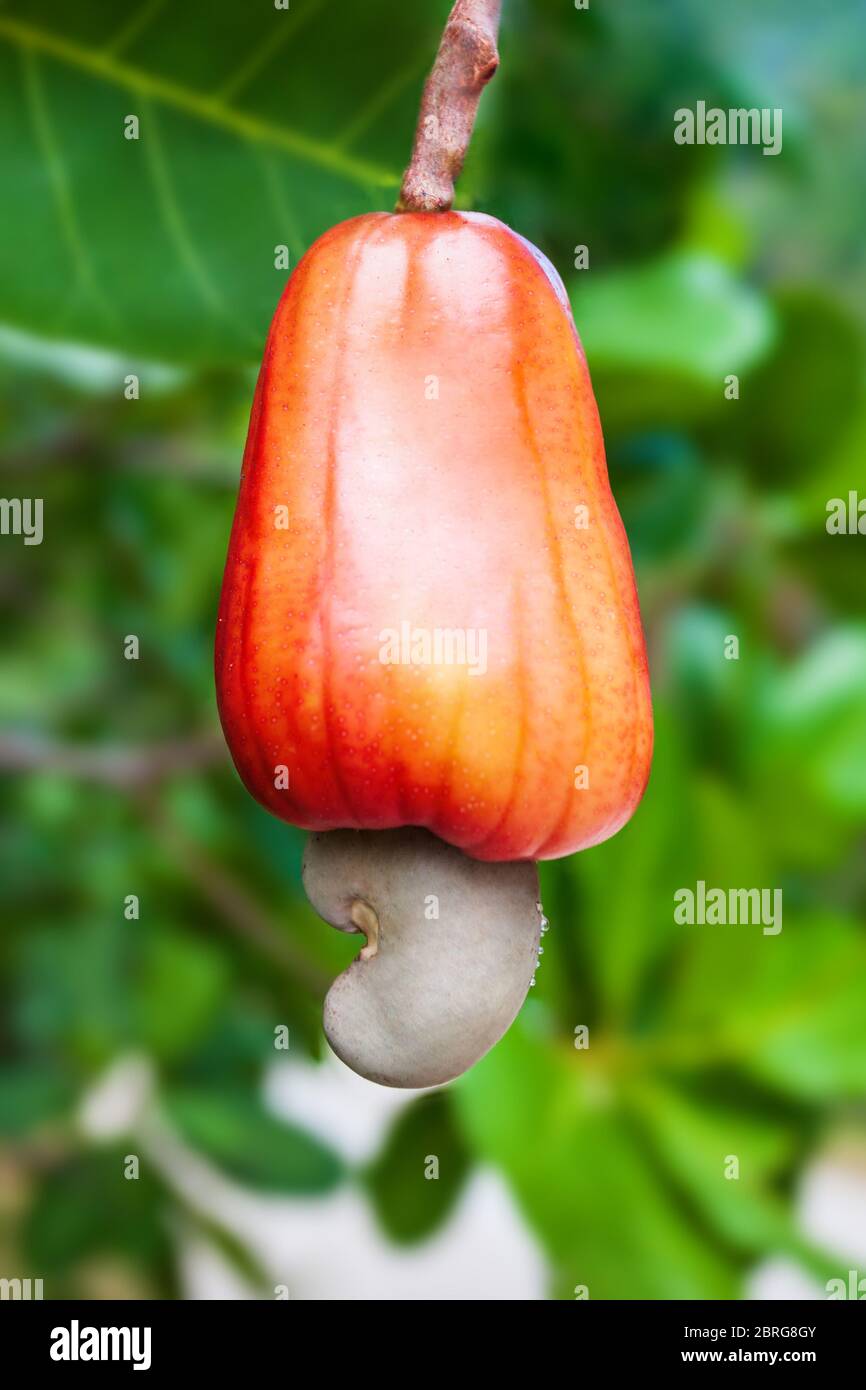 Red ripe cashew apple fruit with cashew nut on a tree Stock Photo Alamy