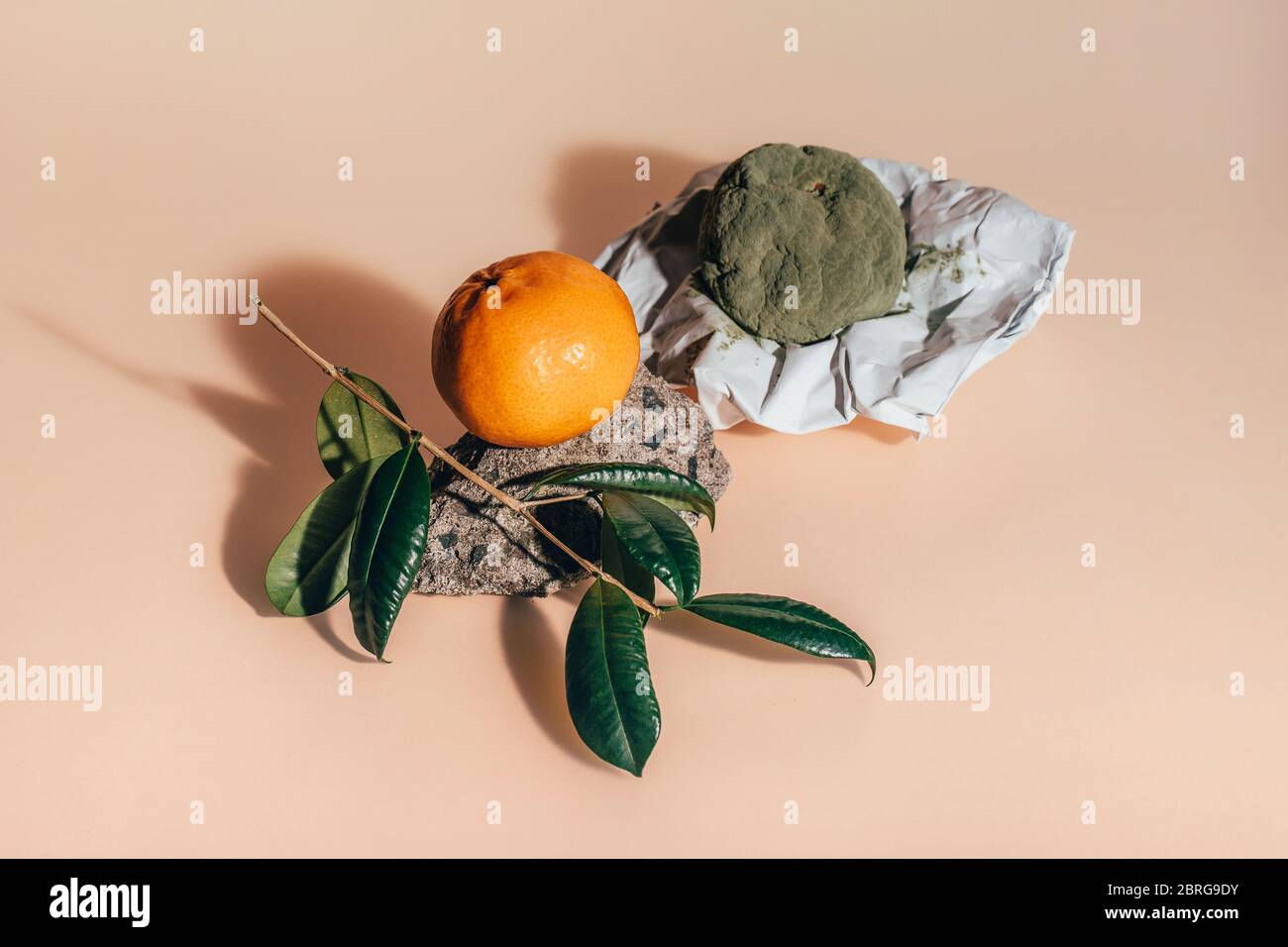 Fresh and rotten mandarins. Spoiled tangerines with green mold and fungus on paper and a ripe fresh one on a rock with a green branch with leaves on coral background. Stock Photo