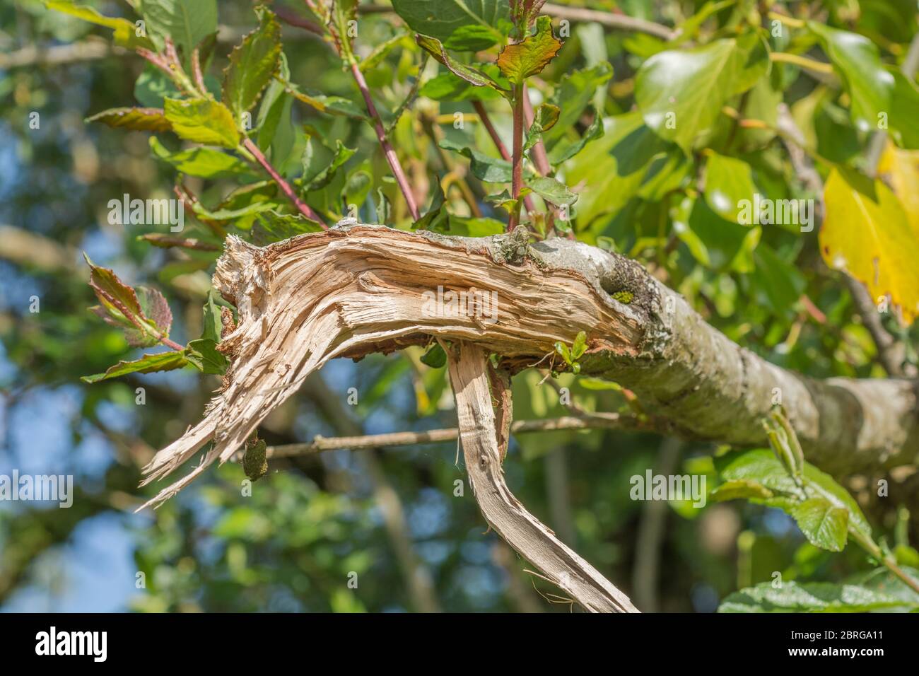 Example of mechanized hedge cutting with a flail, where smaller shrub & tree species branches are severed rather than cut by the flailing process. Stock Photo