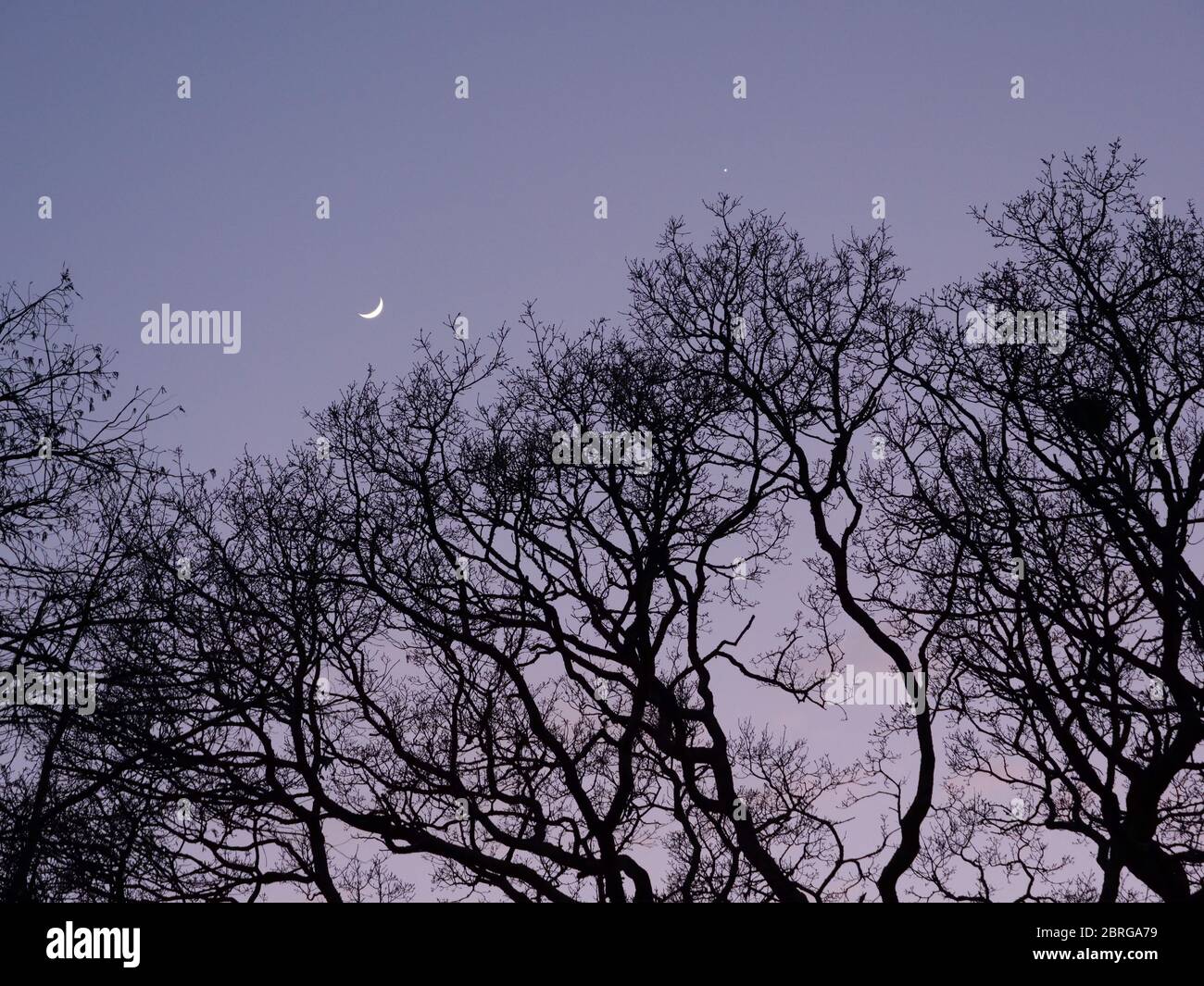 Crescent moon near Venus with oak tree silhouttes Devon UK March 2020 Stock Photo