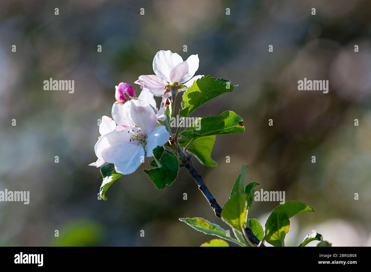 Apple tree blossom in springtime. Stock Photo