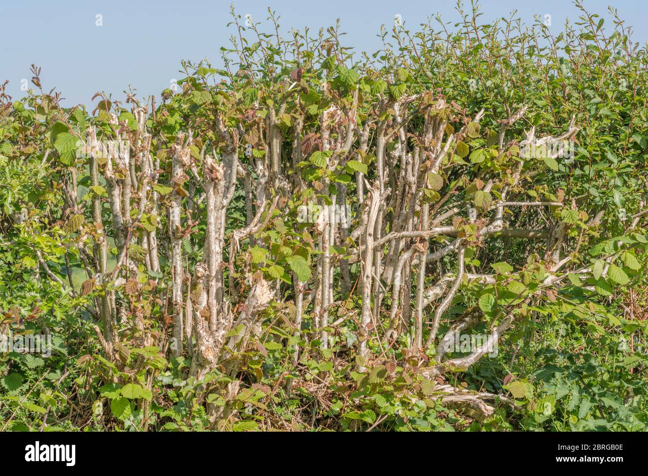 Example of mechanised hedge cutting with a flail, where smaller shrub & tree species branches are severed rather than cut by the flailing process. Stock Photo