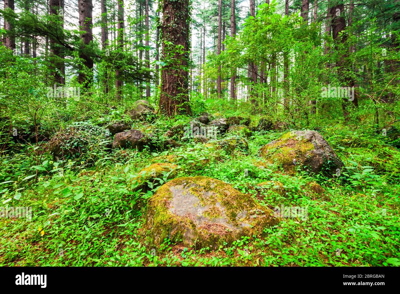Deodar trees in Manali Nature Park, public park near Manali village in Himachal Pradesh in north India Stock Photo