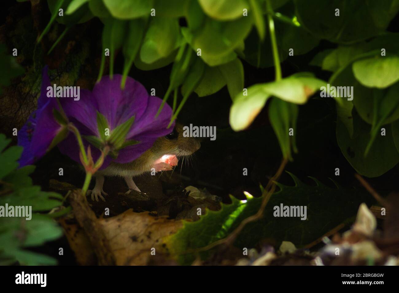 21 May 2020: Uk Wildlife: Field mouse (also known as wood mouse (Apodemus sylvaticus)) in garden undergrowth catching the sunlight in its hands. West Yorkshire, UK.  Rebecca Cole/Alamy News (c) Stock Photo