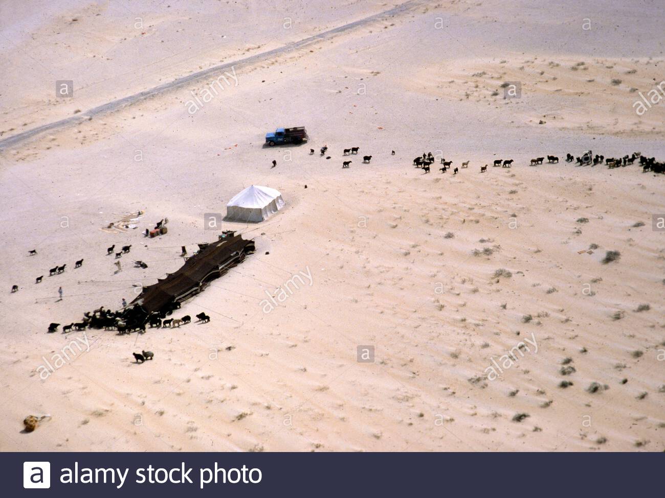 Nomadic Herding Livestock Farming With Shade Tent For Camels Sheep And Goats In Desert Saudi Arabia 1979 Stock Photo Alamy