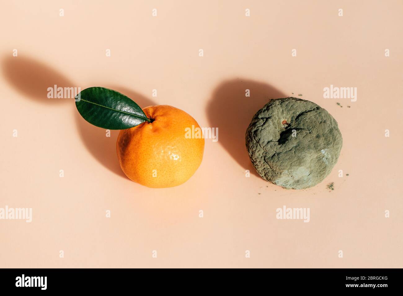 Fresh and rotten mandarins. Spoiled tangerines with green mold and fungus and a ripe fresh one with a leaf on coral background. Stock Photo