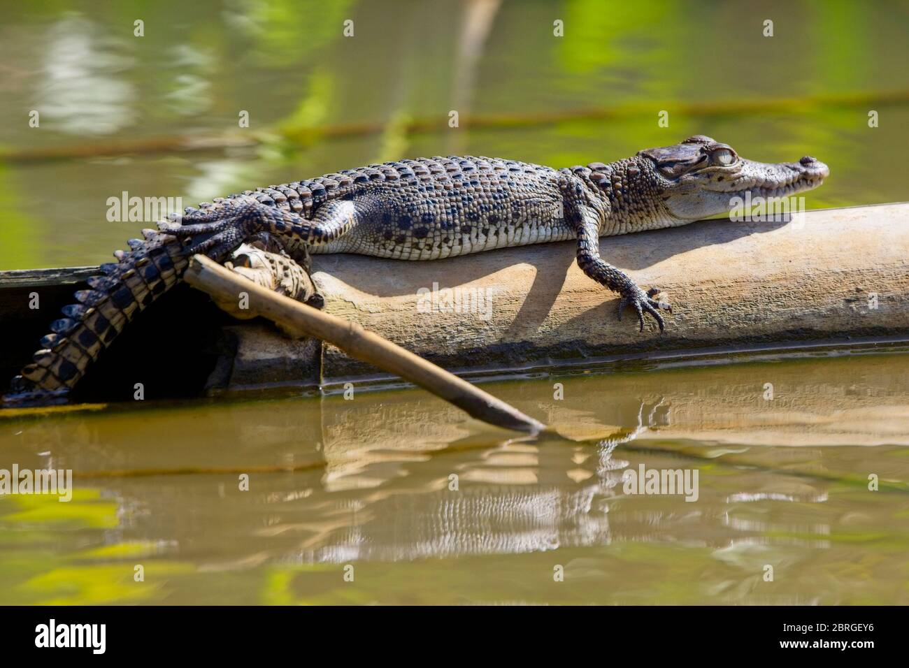 Saltwater or Estuarine Crocodile (Crocodylus porosus), young basking on a log, River Nilwala, Matara, Sri Lanka. Stock Photo