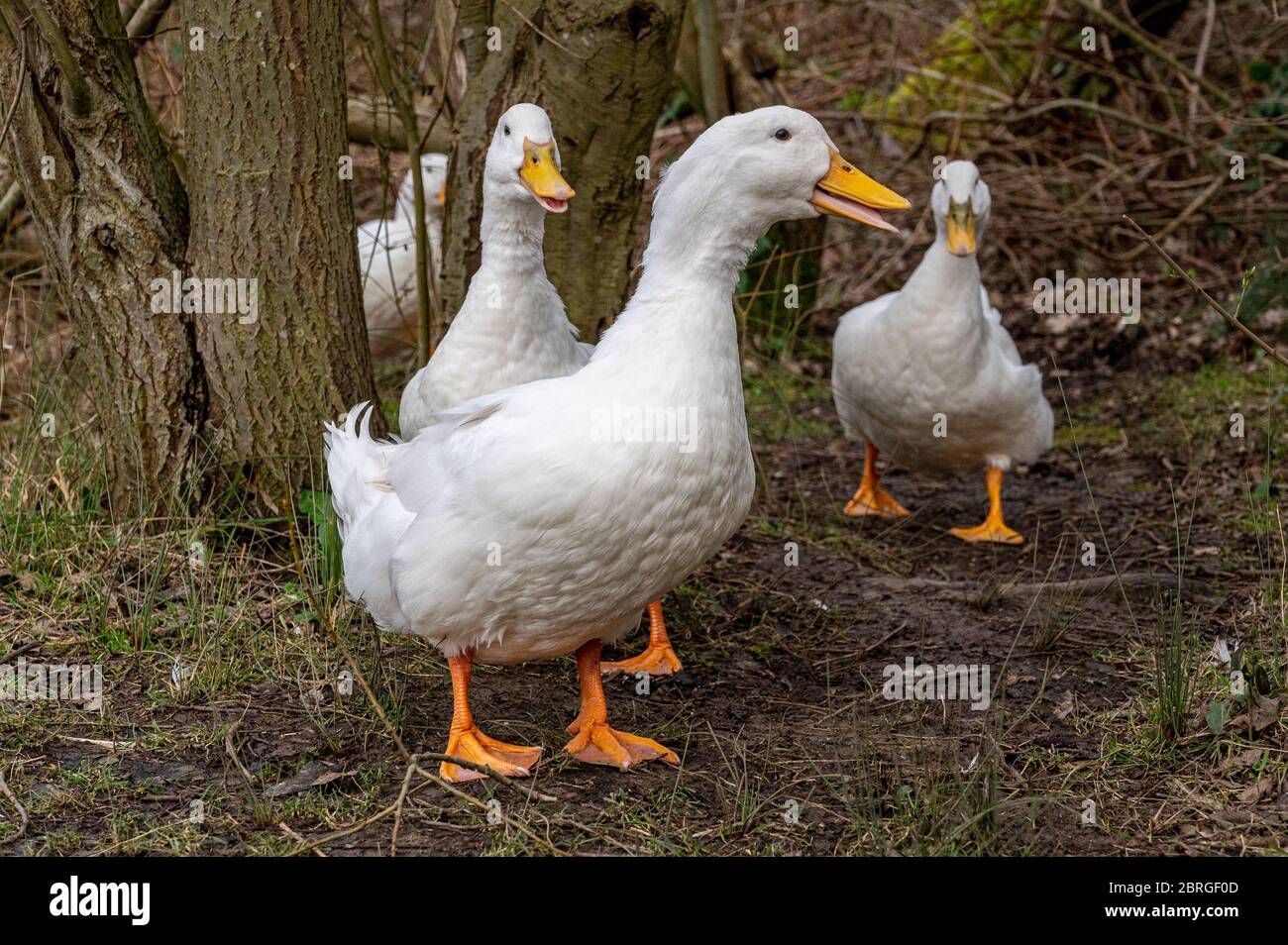 Heavy white pekin ducks running towards the camera Stock Photo