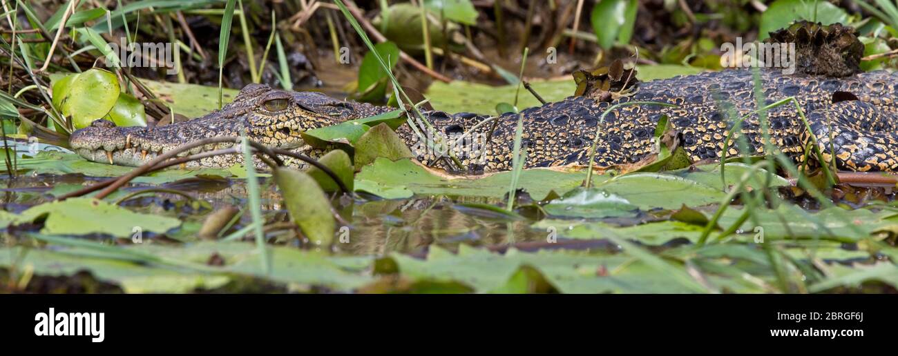 Saltwater or Estuarine Crocodile (Crocodylus porosus), adult basking, River Nilwala, Matara, Sri Lanka. Stock Photo