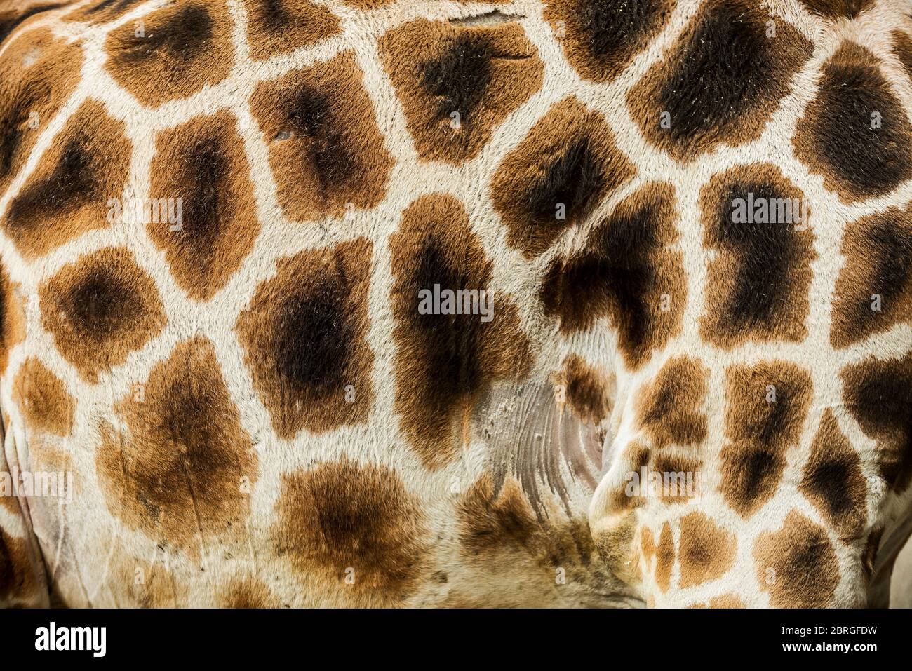 giraffe close-up detail of skin pattern Stock Photo