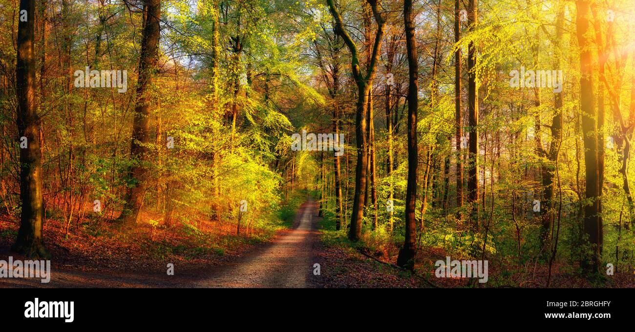 Gold forest scenery with rays of warm light illumining the foliage and ...