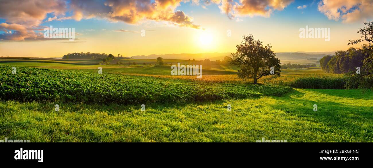 Tranquil panoramic rural landscape scenery in an early summer morning after sunrise, with a tree on green meadows and colorful clouds in the gold and Stock Photo