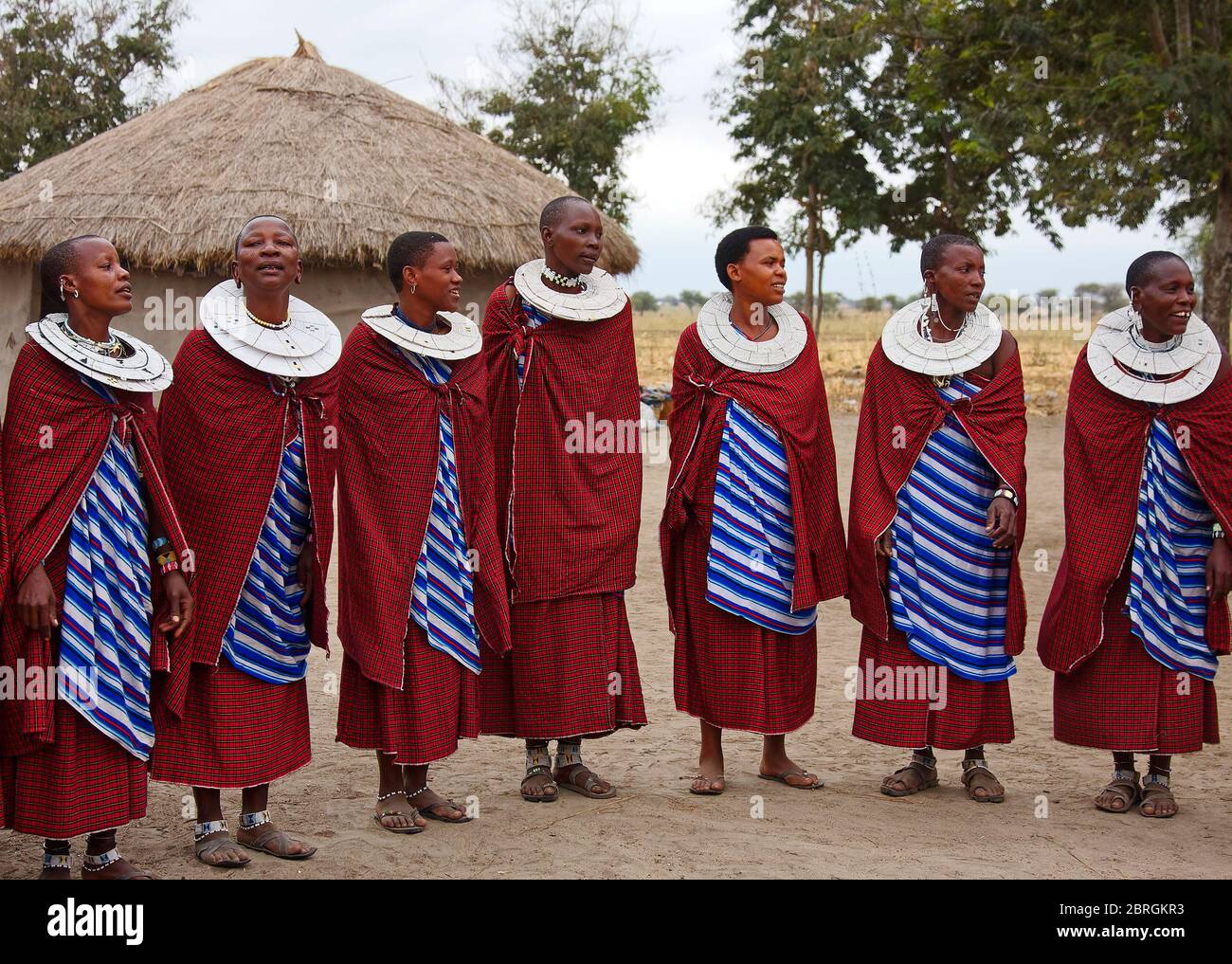 seven Maasai women, group portrait, tribal dress, red, double white beaded round collars; thatched roof  house, Tanzania; Africa Stock Photo