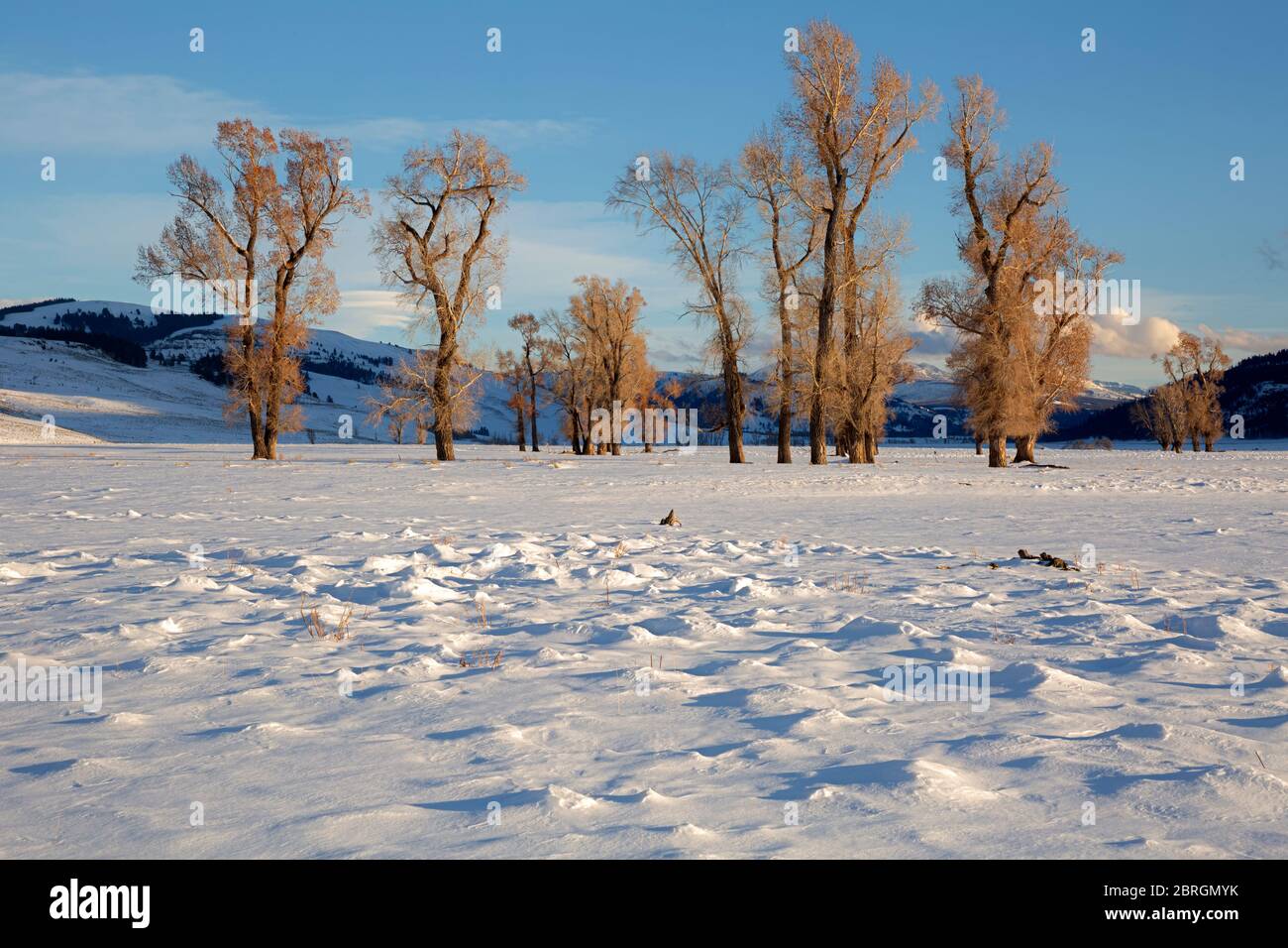 Black cottonwood hires stock photography and images Alamy